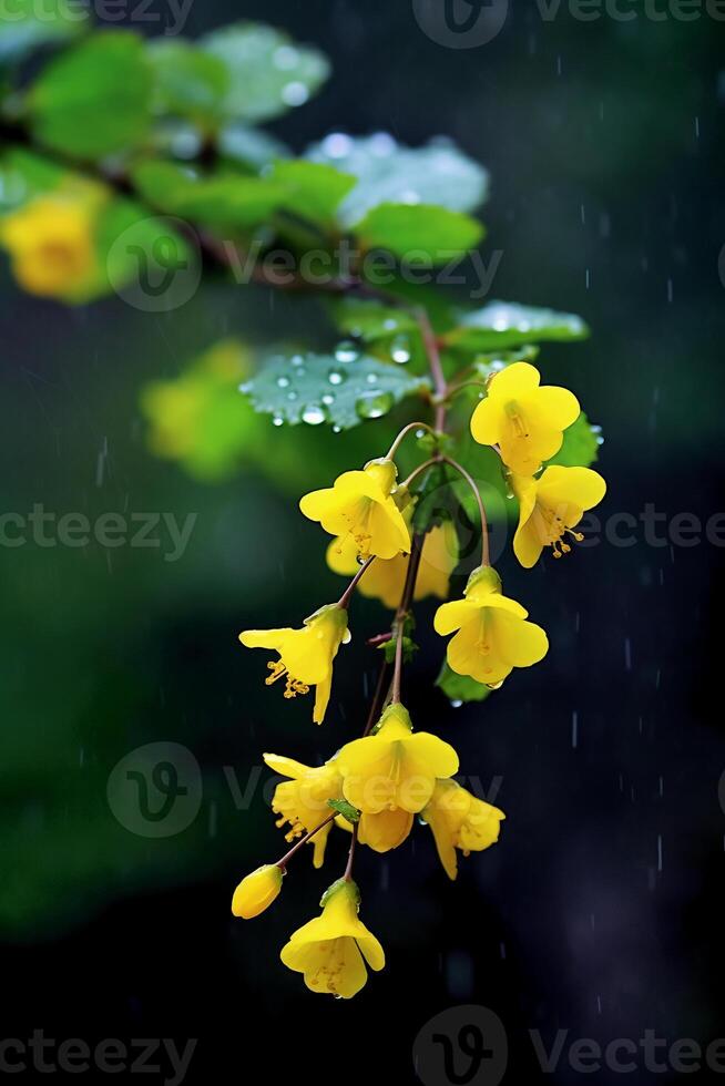 mist after rain, yellow Ditang flowers. photo