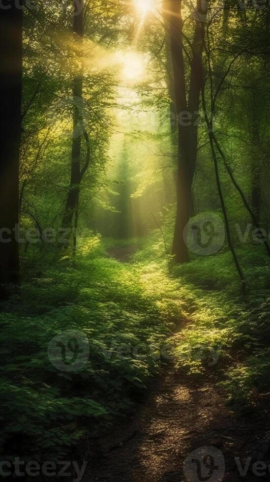 Beautiful rays of sunlight in a green forest. photo