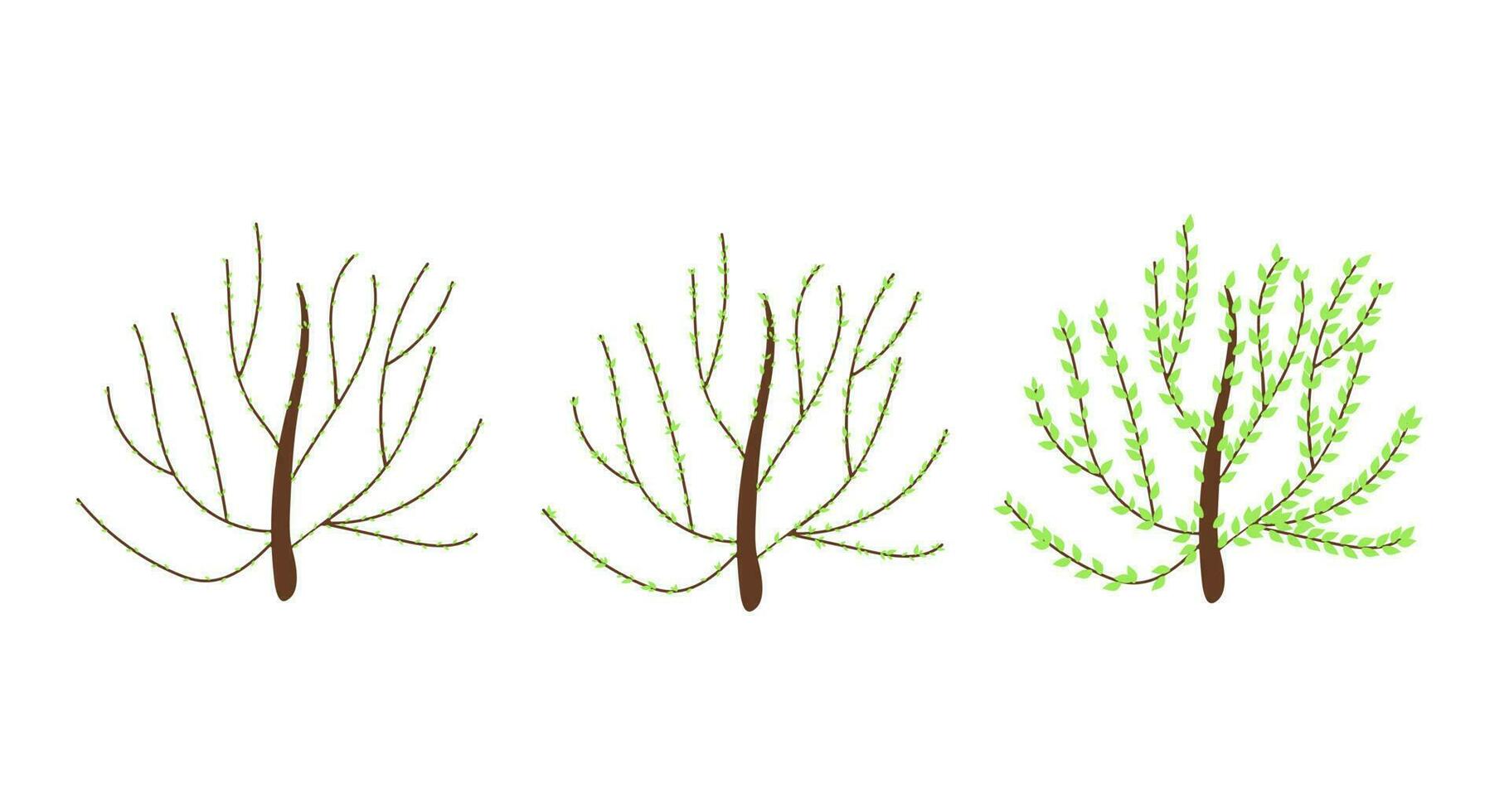 Bush in three stages of blossom with buds and young leaves on branches in simple flat style, vector illustration for Welcome spring concept, greeting cards, banners, invitations