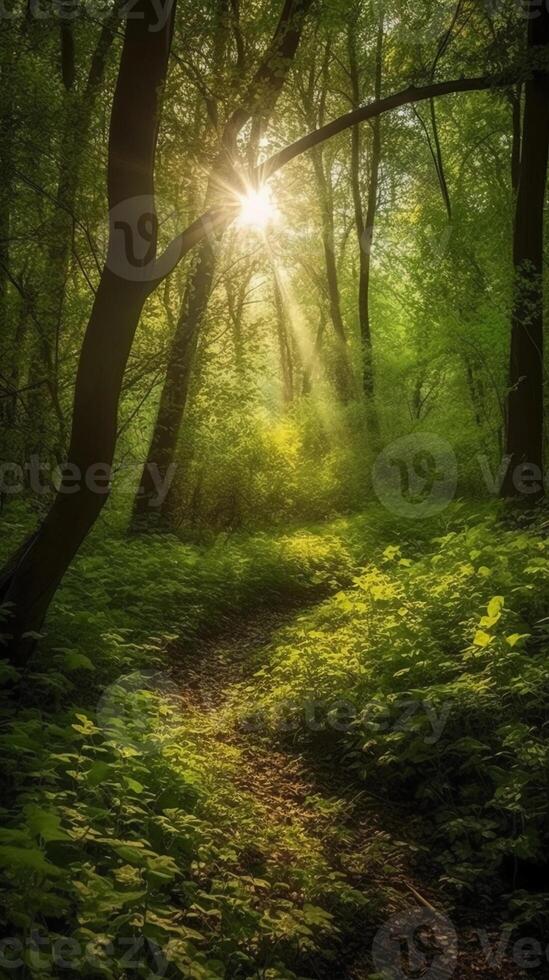 Beautiful rays of sunlight in a green forest. photo