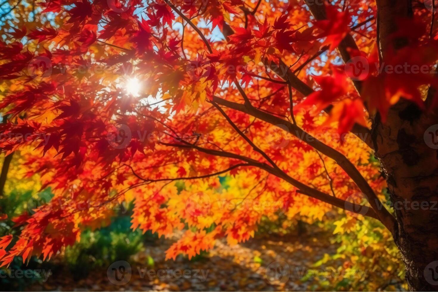Autumn floral panoramic background. Colorful yellow and red maple foliage on a sunny day holy light. Autumnal Park. photo