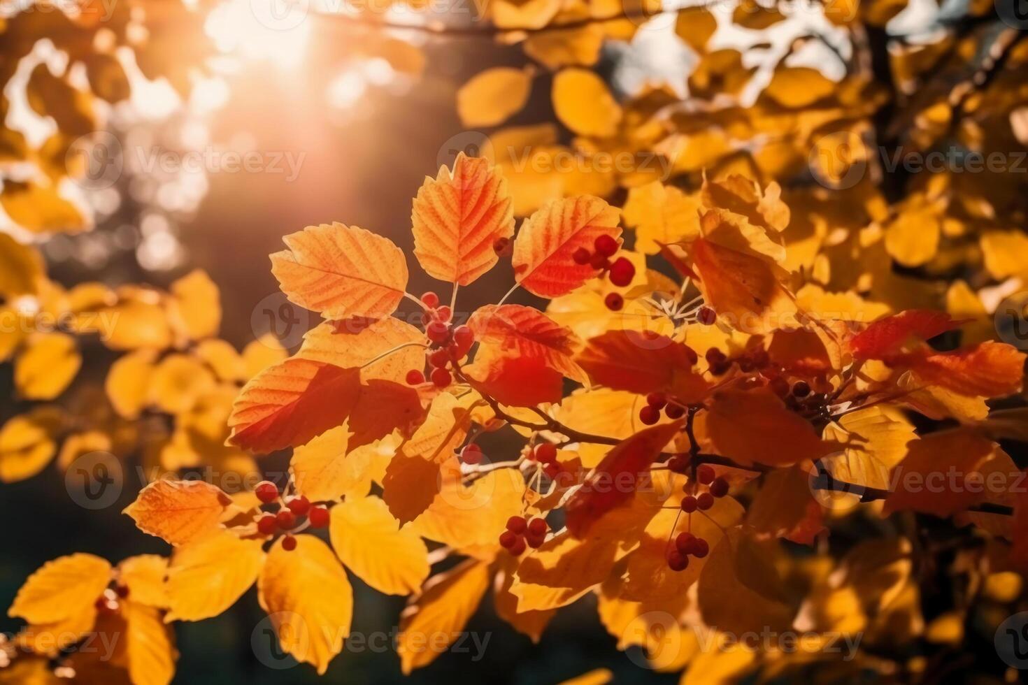 Autumn floral panoramic background. Colorful yellow and red maple foliage on a sunny day holy light. Autumnal Park. photo