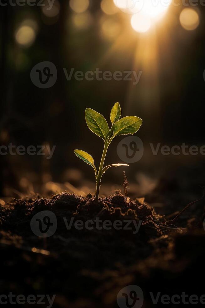 A young plant growing in sunlight. photo