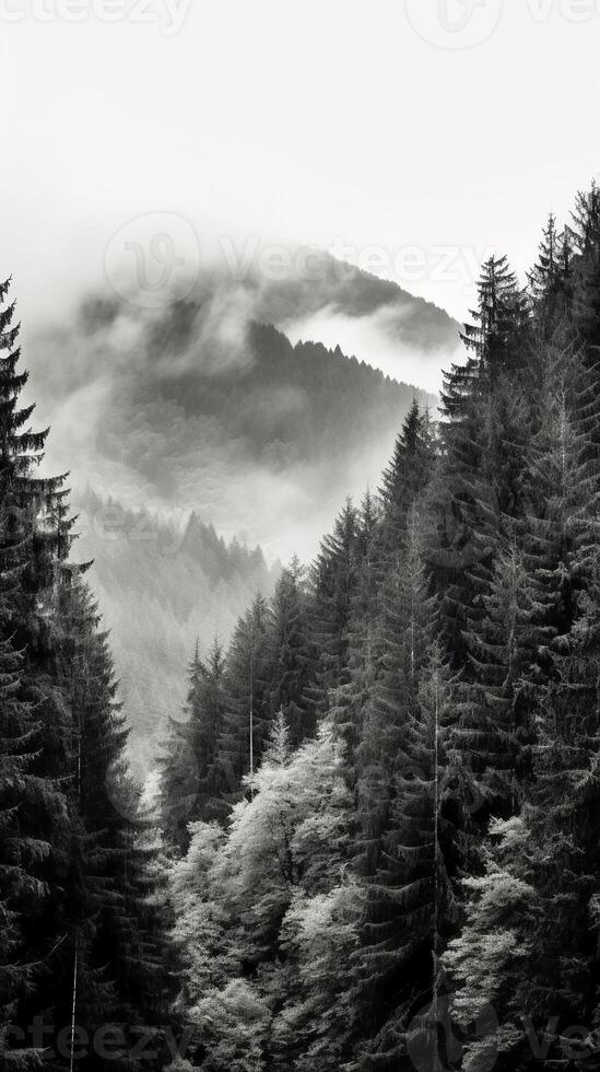 Mountain forest with mist and fog. photo