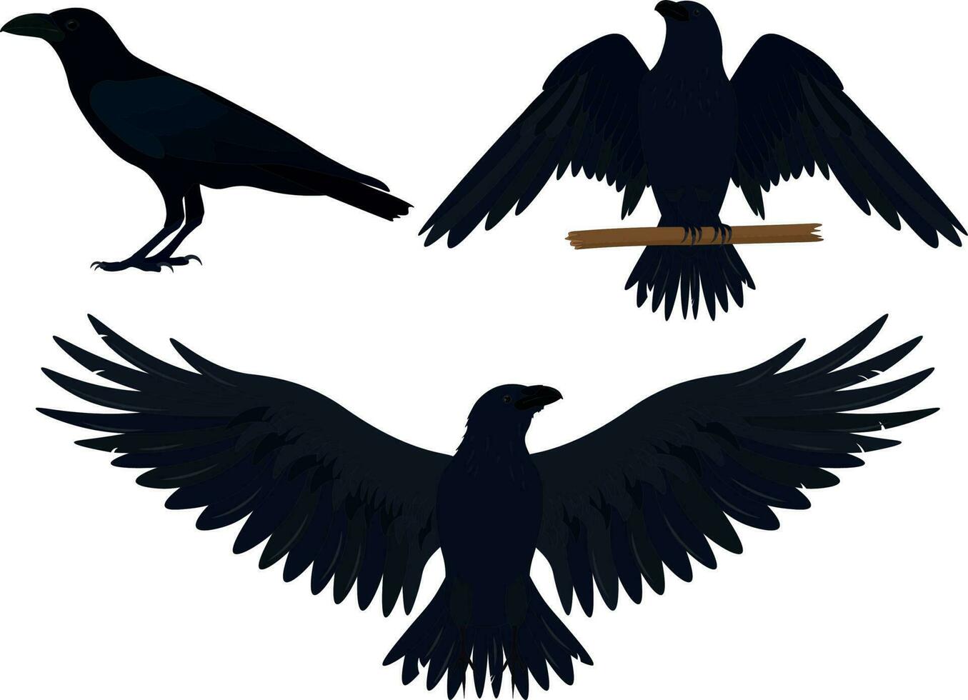 Ravens in different poses collection vector illustration