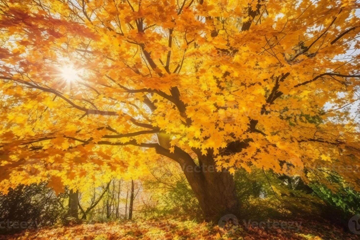 Autumn floral panoramic background. Colorful yellow and red maple foliage on a sunny day holy light. Autumnal Park. photo