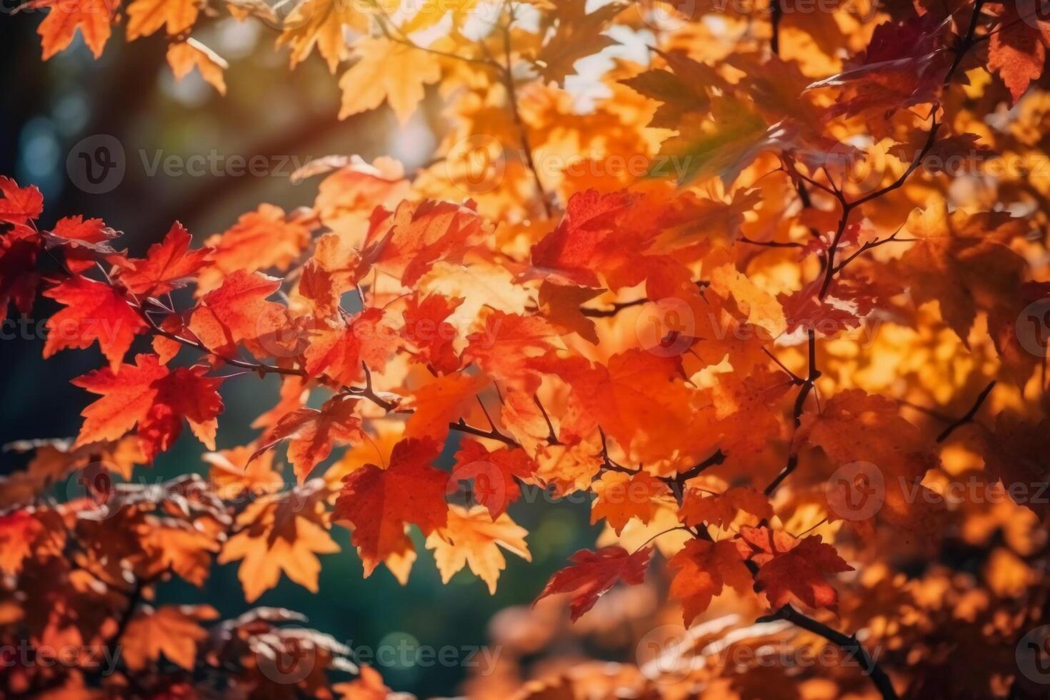 Autumn floral panoramic background. Colorful yellow and red maple foliage on a sunny day holy light. Autumnal Park. photo