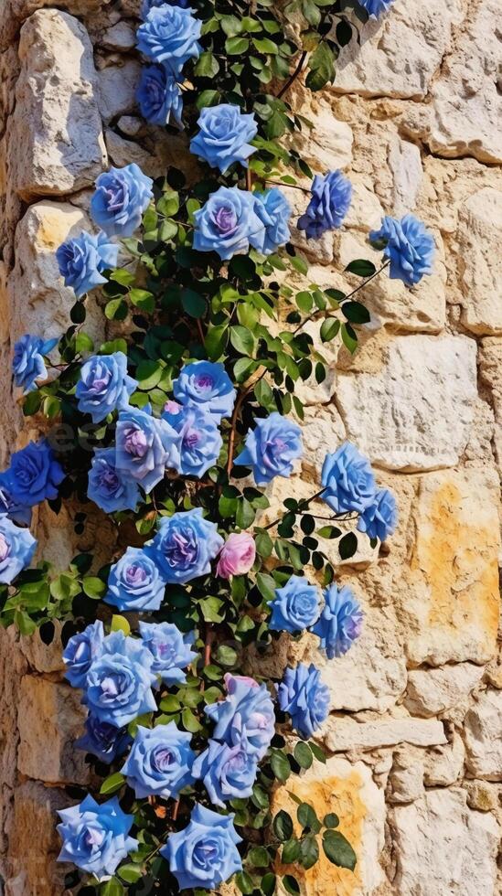 Climbing blue roses on the wall Sunny weather. photo