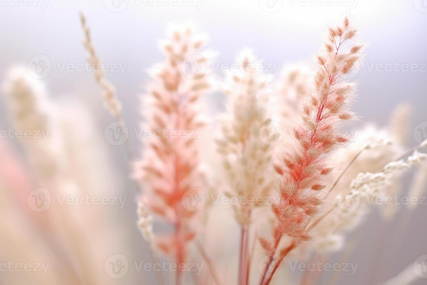 Tiny white grass against a white background. photo