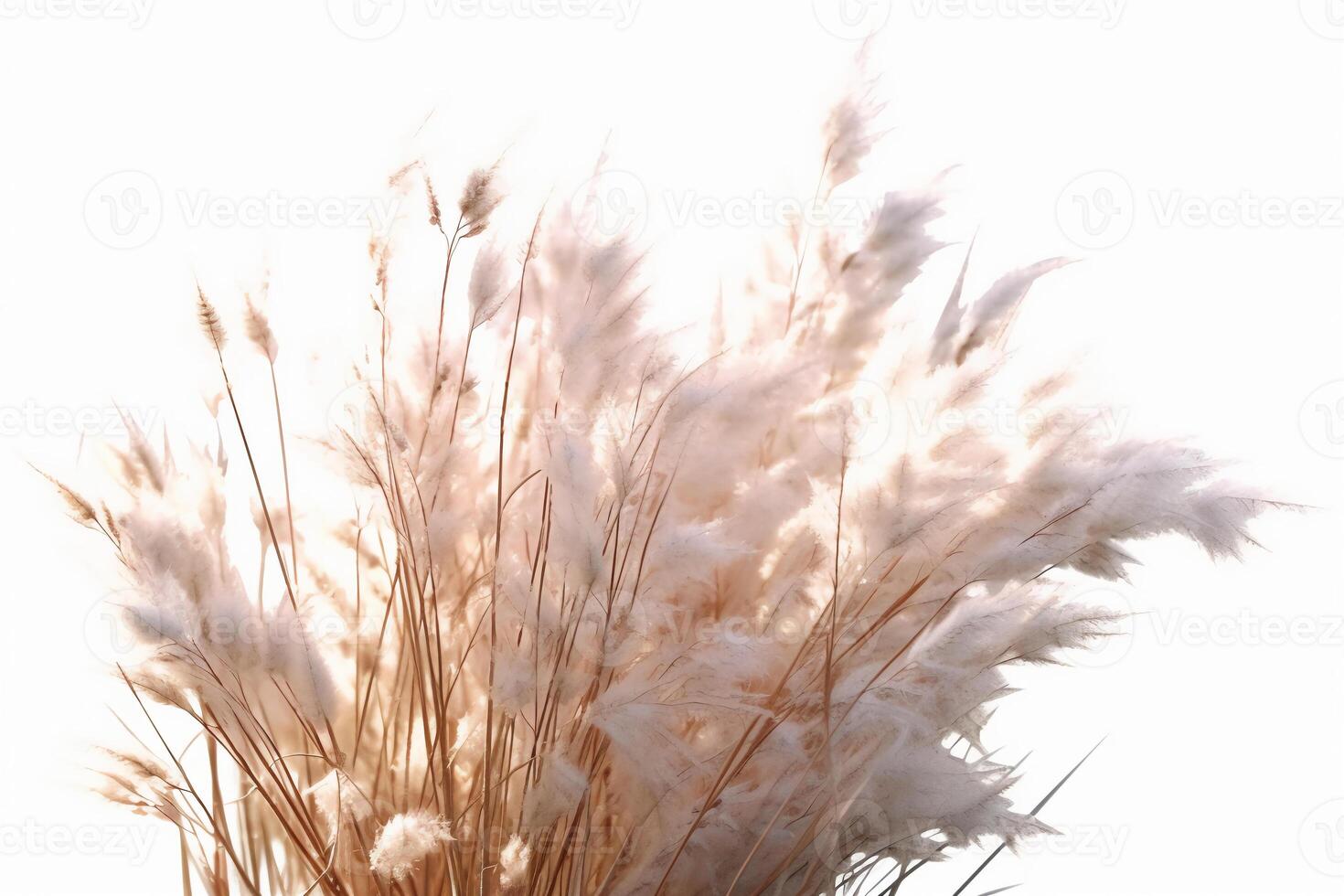 Tiny white grass against a white background. photo