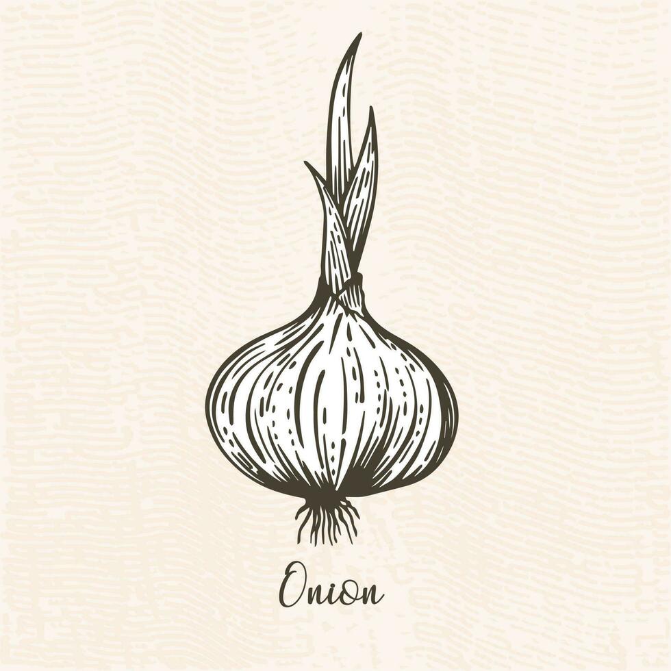 Onion vector illustration