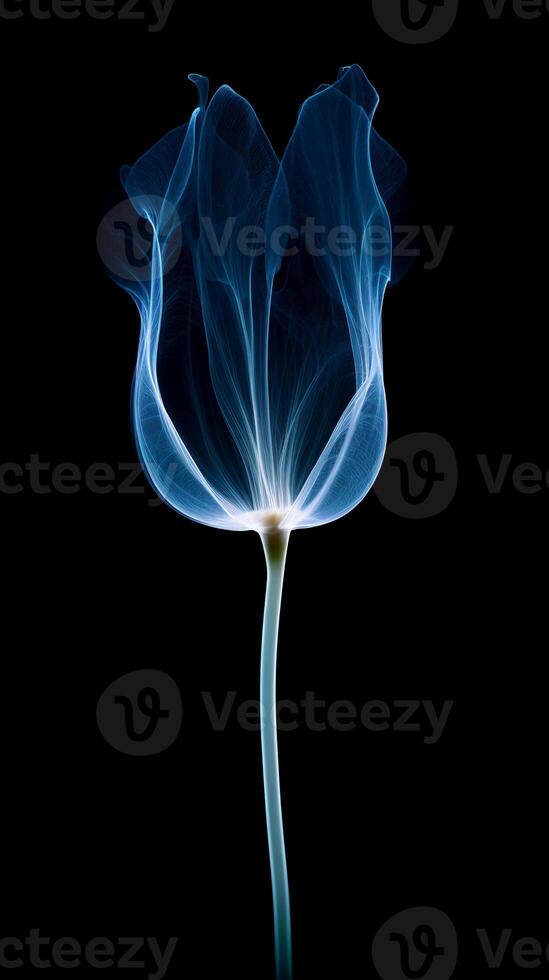 X - ray photo of transparent lotus bud, white and royal blue.