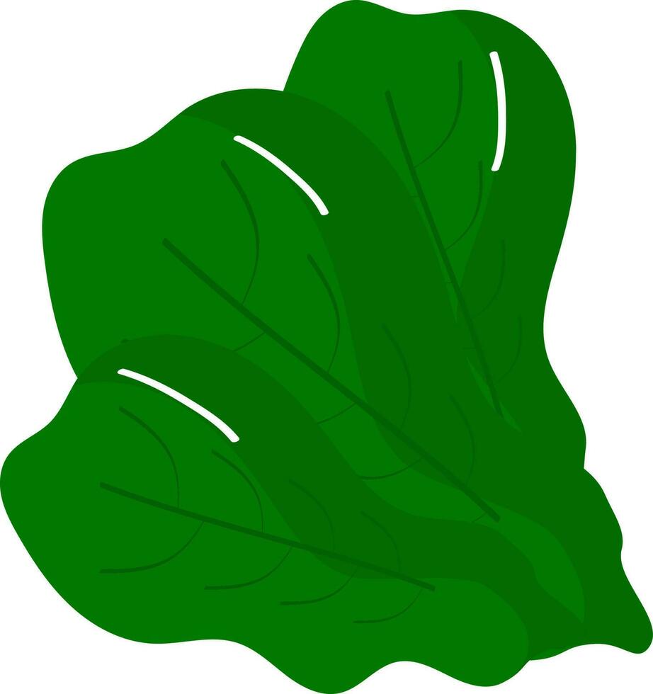 Flat Style Spinach Leaves Element. vector