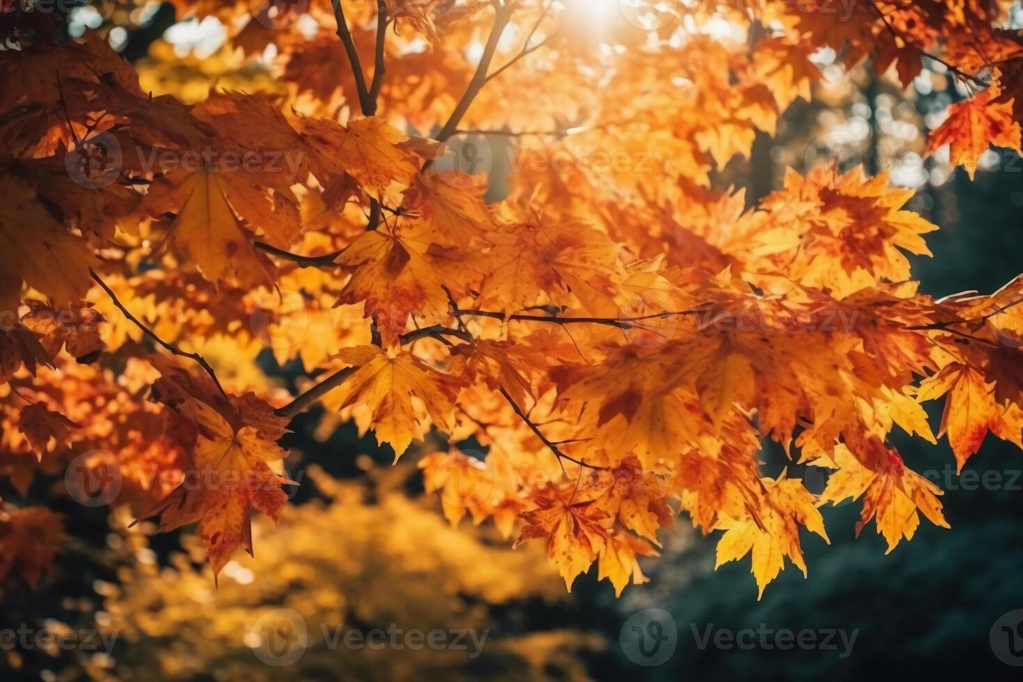 Autumn floral panoramic background. Colorful yellow and red maple foliage on a sunny day holy light. Autumnal Park. photo