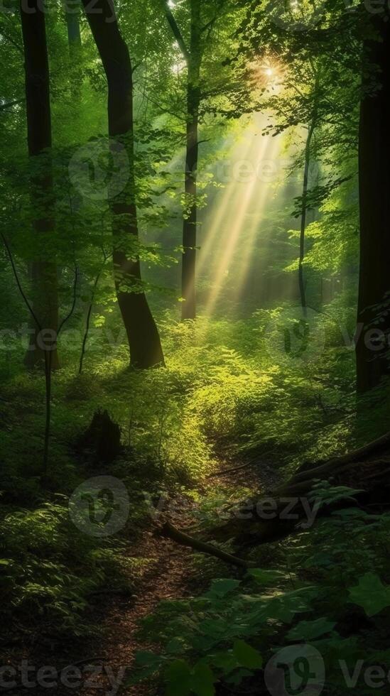 Beautiful rays of sunlight in a green forest. photo