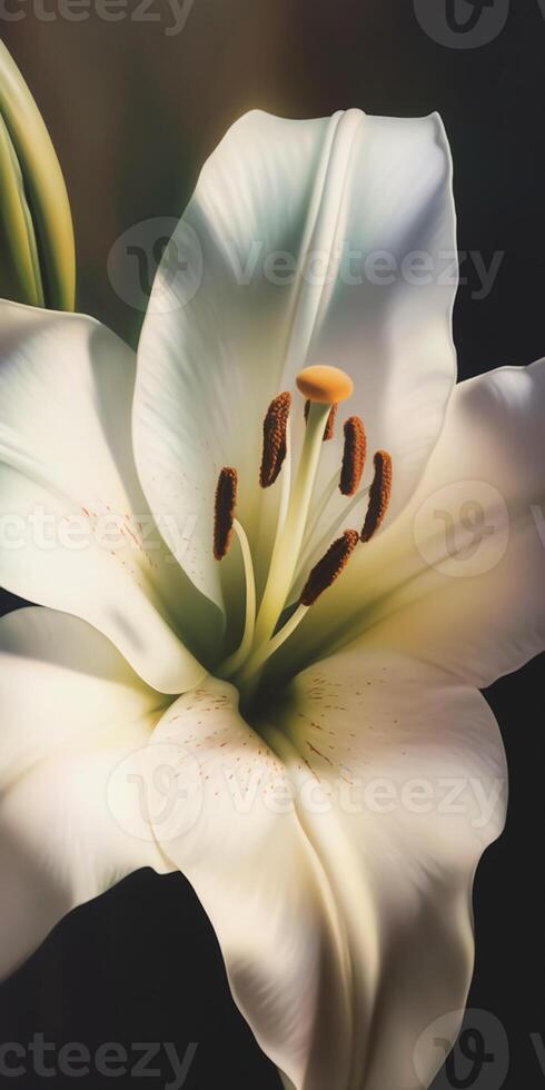 An extreme close up of a beautiful lily oil painting. photo