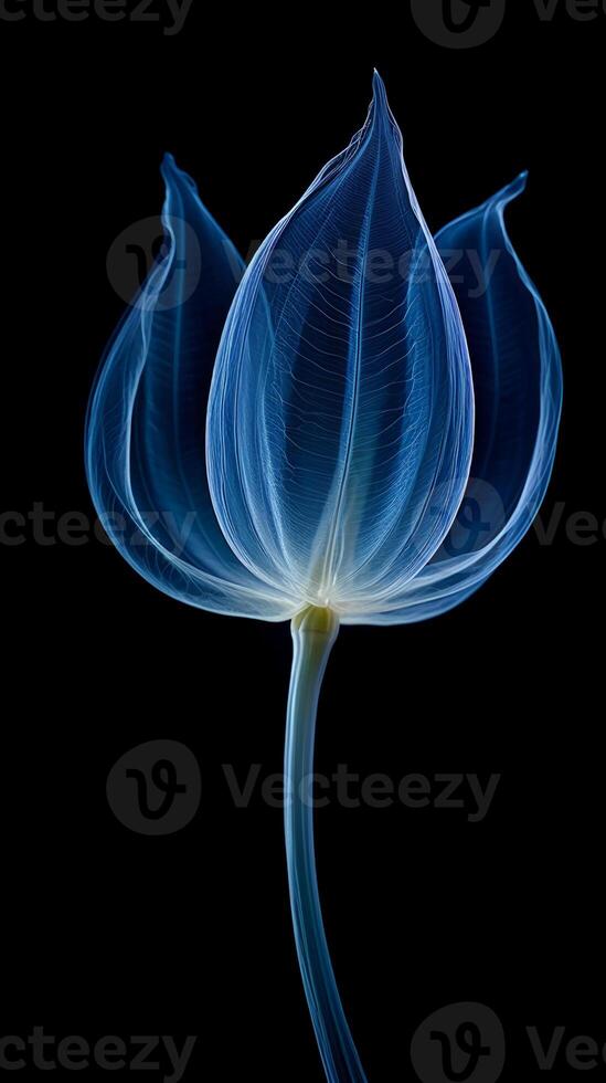 X - ray photo of transparent lotus bud, white and royal blue.