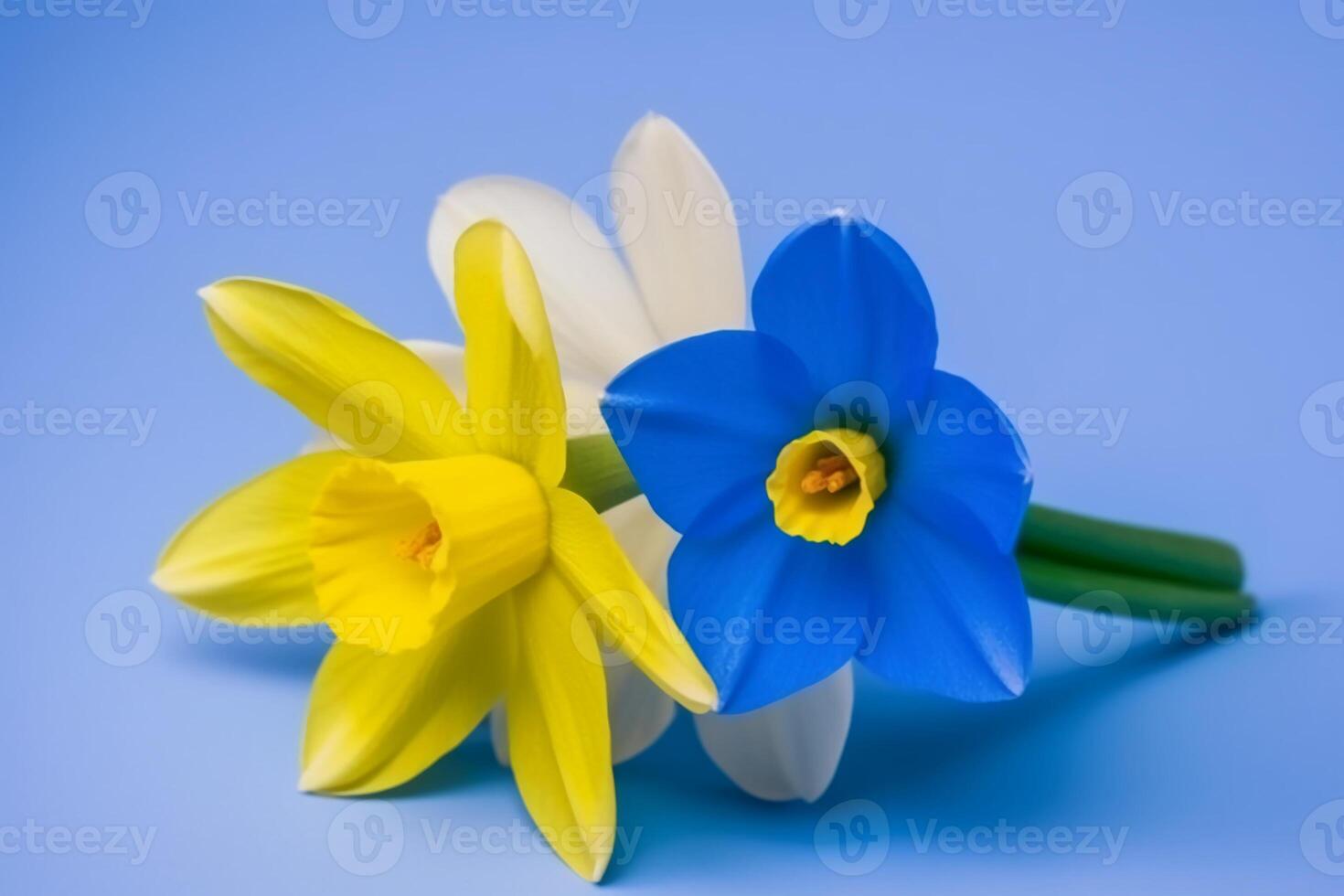 Spring flowers on blue yellow pastel background top view in flat lay style. photo