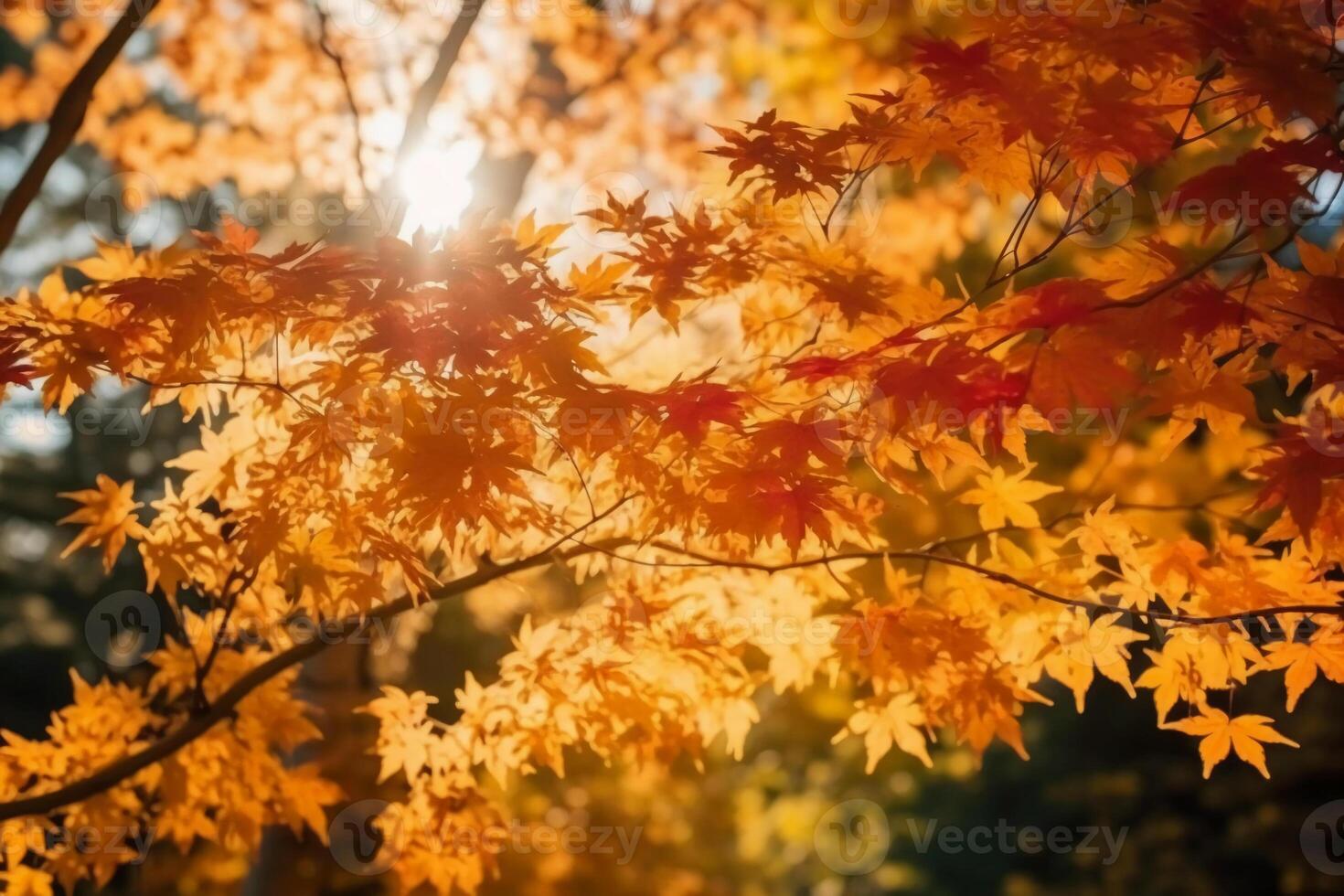 Autumn floral panoramic background. Colorful yellow and red maple foliage on a sunny day holy light. Autumnal Park. photo
