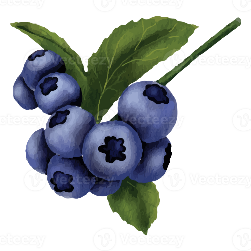 Blueberry Watercolor Clip art Element Transparent Background png