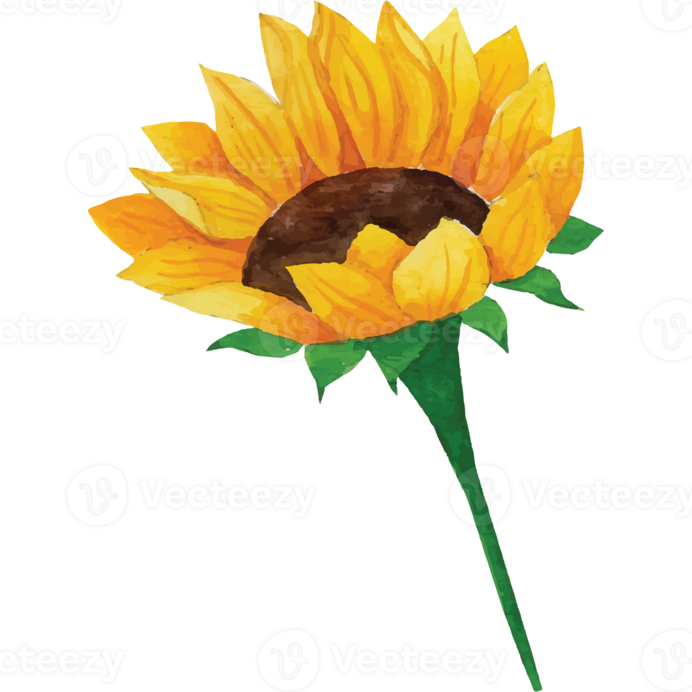 Sunflower Clip art Element Transparent Background png