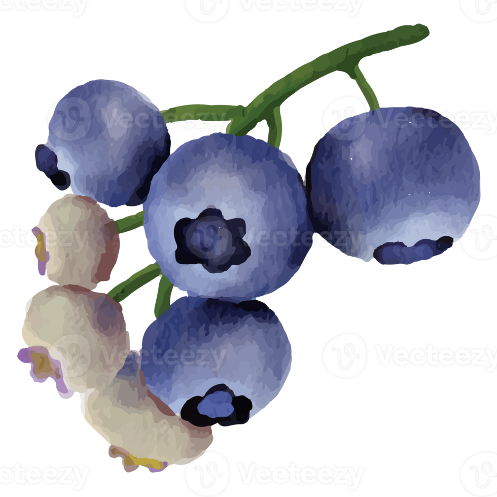Blueberry Watercolor Clip art Element Transparent Background png