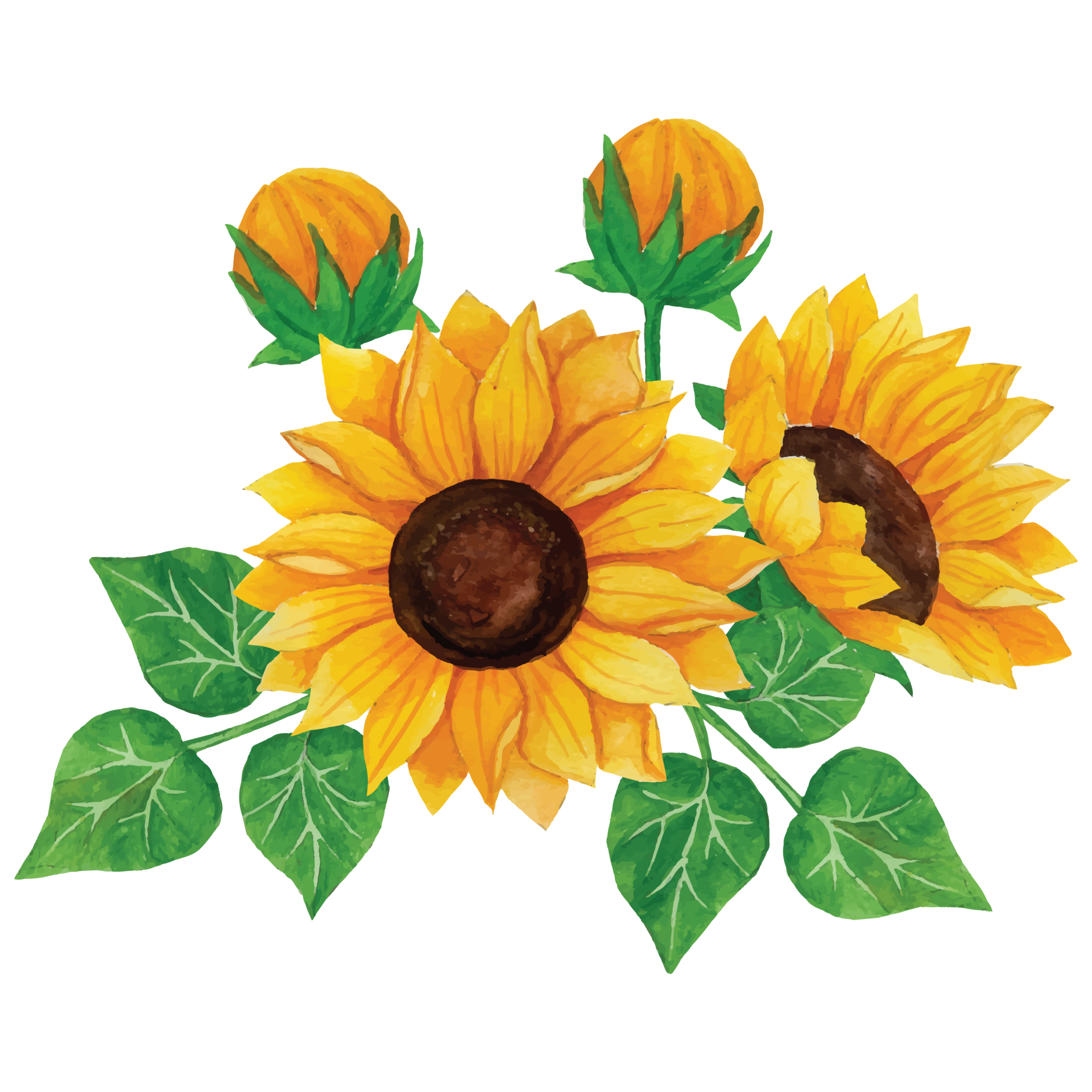Sunflower Bouquet Clip art Element Transparent Background 24186971 PNG