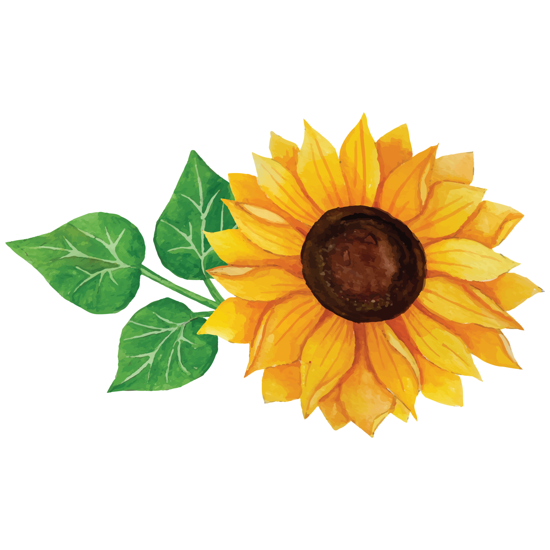 Sunflower Bouquet Clip art Element Transparent Background 24187121 PNG