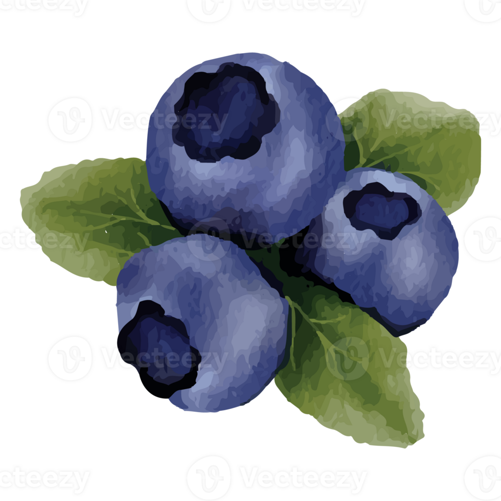 Blueberry Watercolor Clip art Element Transparent Background png