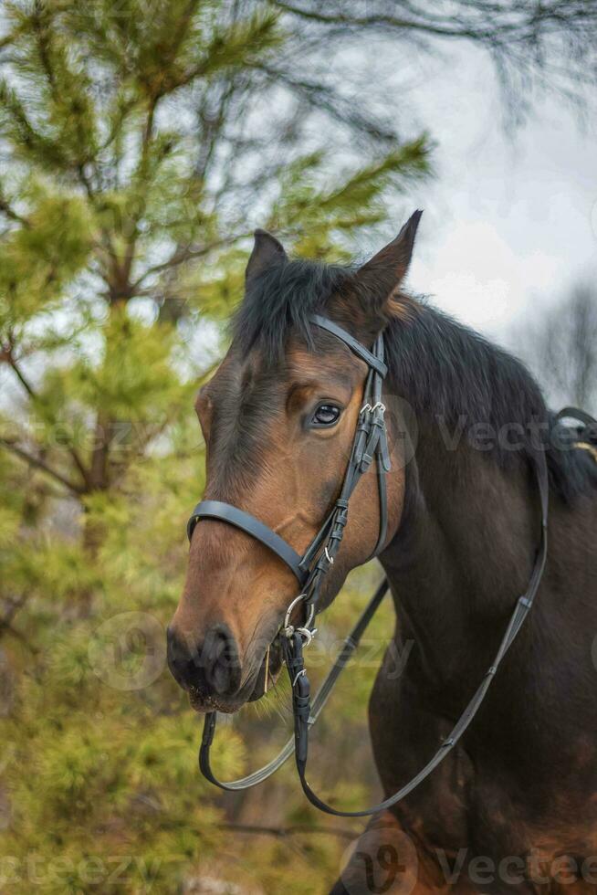 A horse of a standard breed of dark brown color, four-legged animals used for harness racing, a breed of horses for trotting, a close-up portrait. photo
