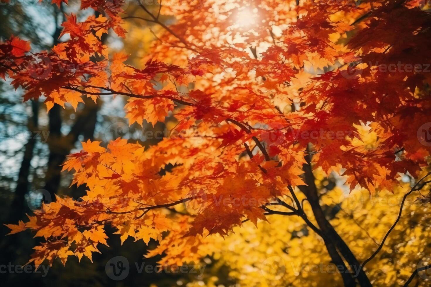 Autumn floral panoramic background. Colorful yellow and red maple foliage on a sunny day holy light. Autumnal Park. photo