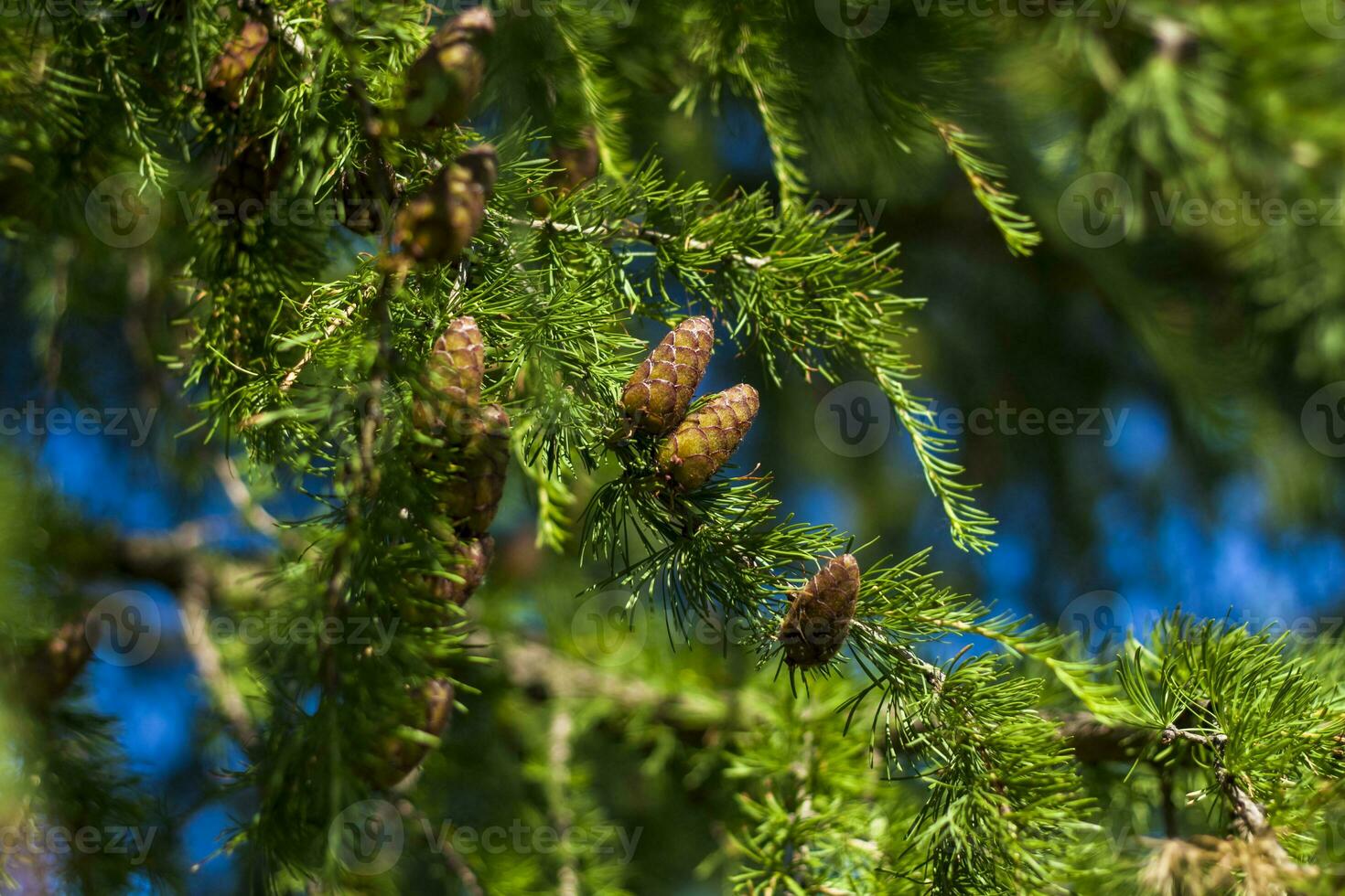 Spruce branches are decorated with young cones. Cones close-up. Close-up on blurred greenery with copying of space, using as a background the natural landscape, ecology, photo