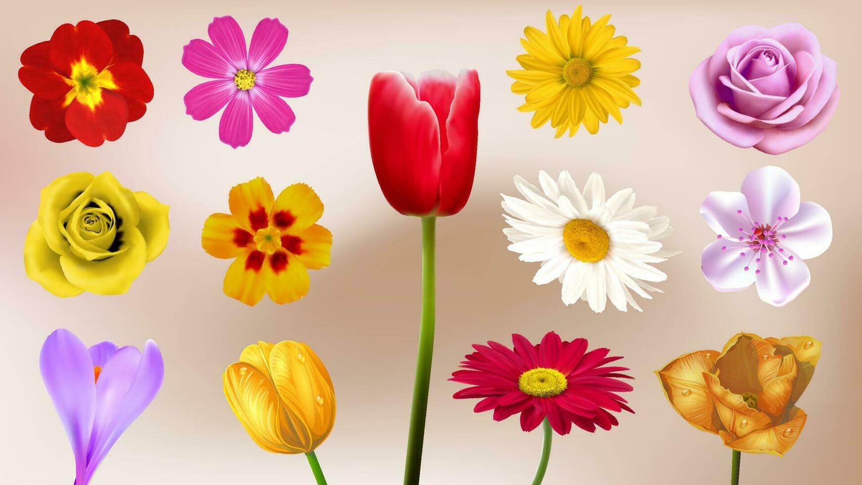 Isolated Flowers Collection vector