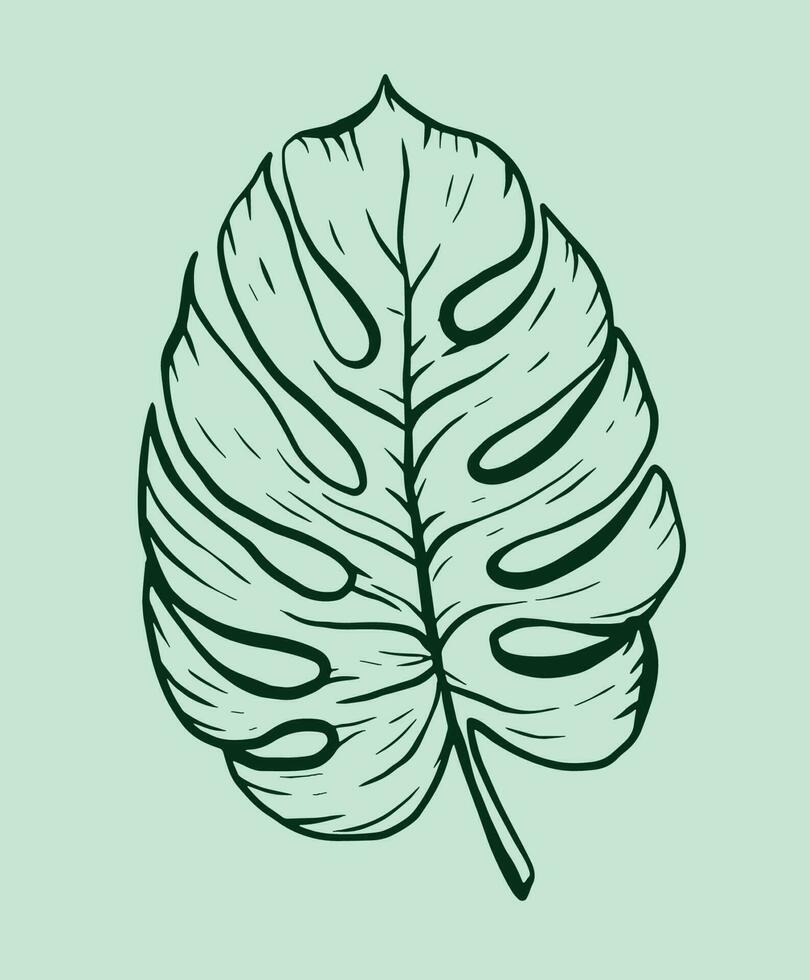 Tropical leaf monstera vector illustration. Doodle style. Outline illustration with green colors. For design, print, logo, decor, textile, paper.