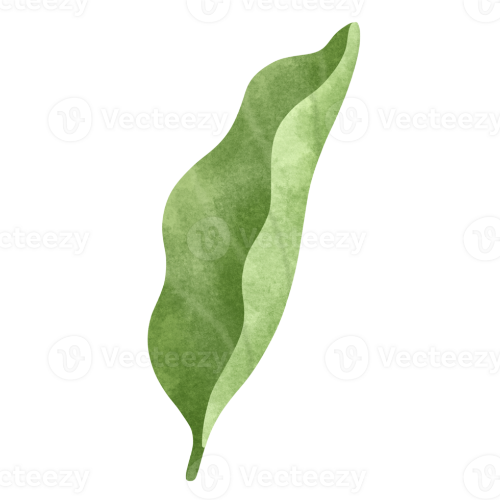 Jasmine leaf watercolor illustration. png