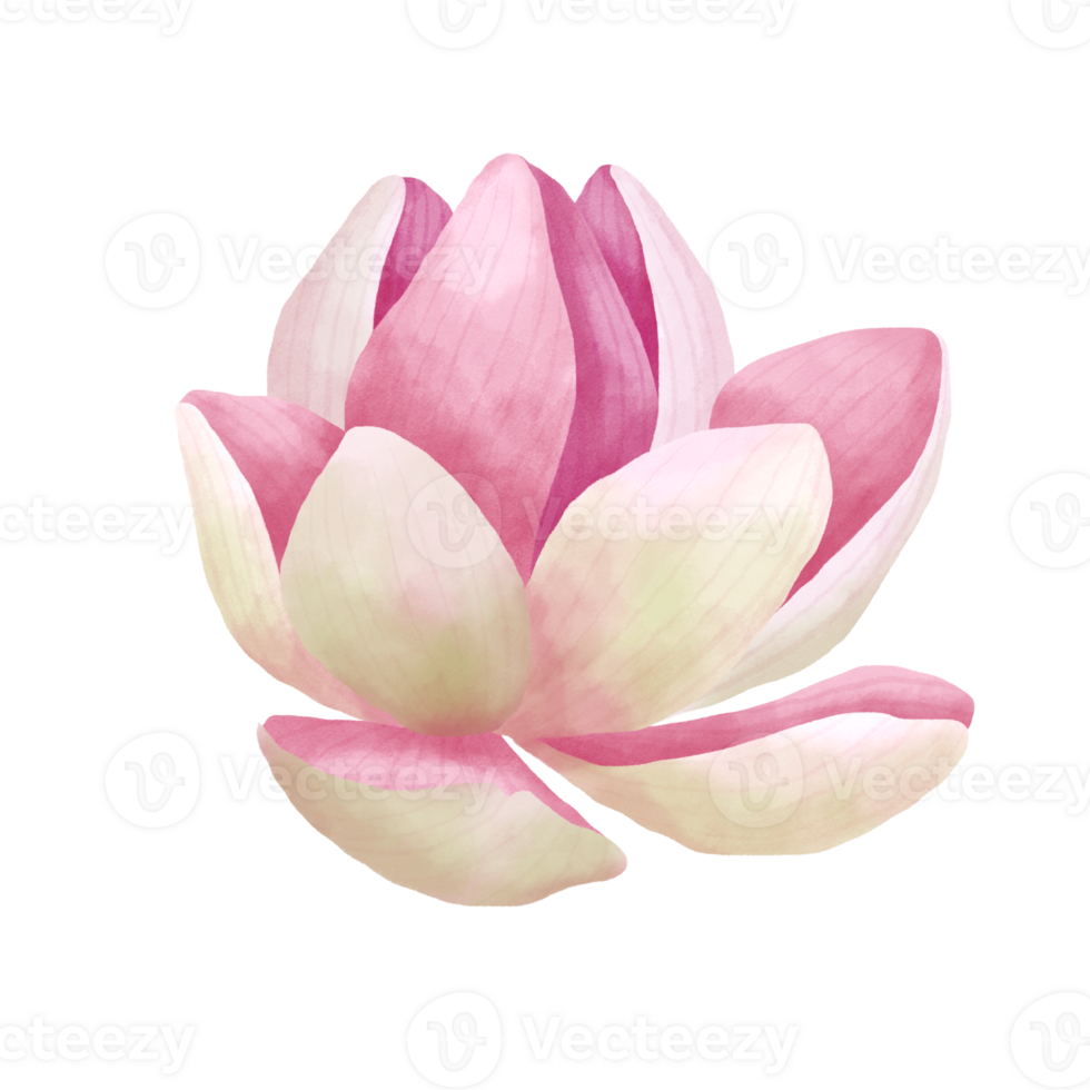 Watercolor lotus flower. png