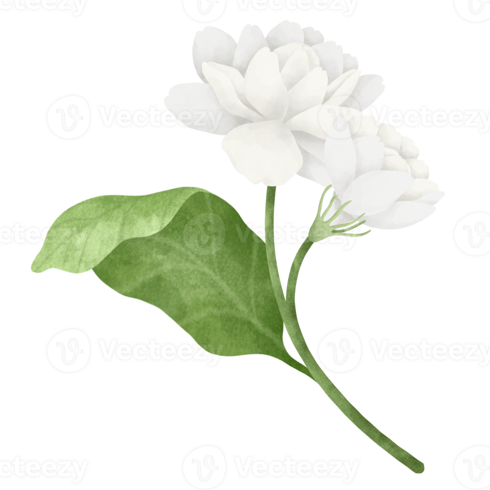 Jasmine flower watercolor illustration. png