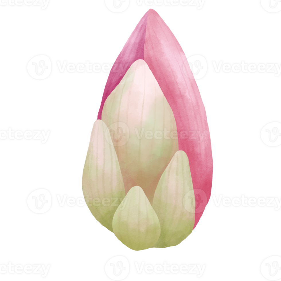 Watercolor lotus flower. png