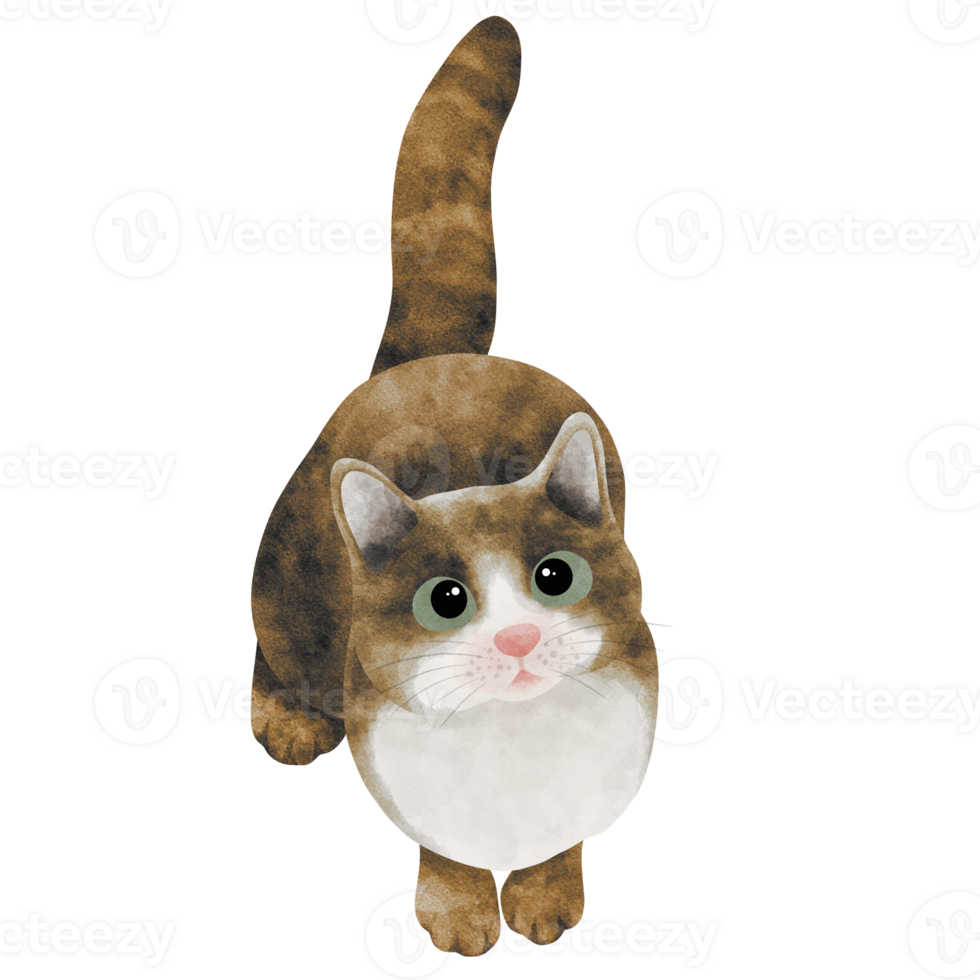 Watercolor illustration of cute kitten. png