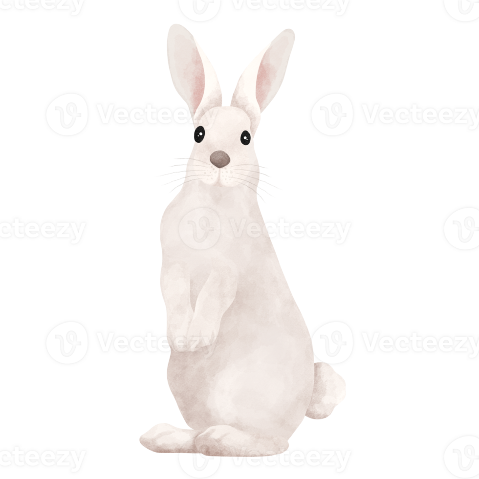 Watercolor illustration of cute white rabbit. png