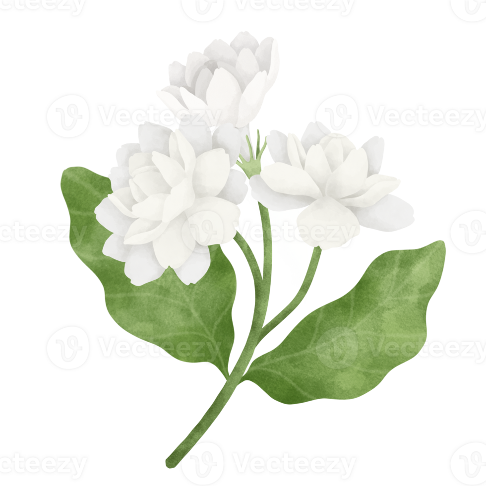 Jasmine flower watercolor illustration. png