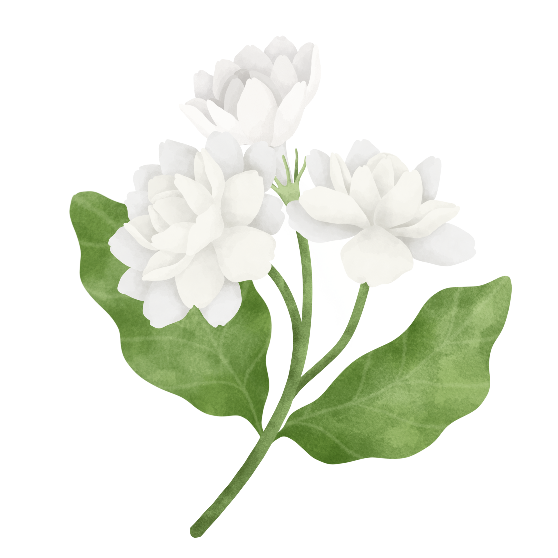 Download Explore Both The Symbolism And Power Of Roses And Jasmine - Jasmine  Flower Drawing PNG Image with No Background - PNGkey.com