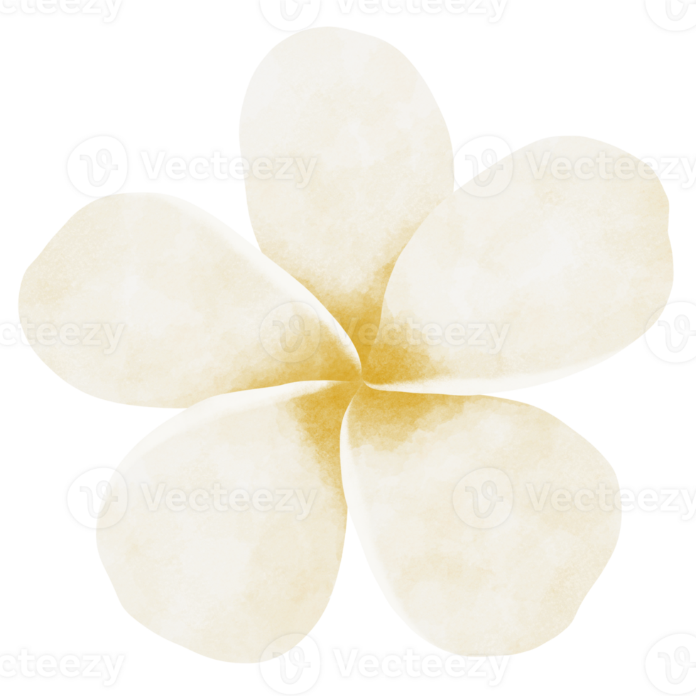 Plumeria flower watercolor illustration 24188771 PNG
