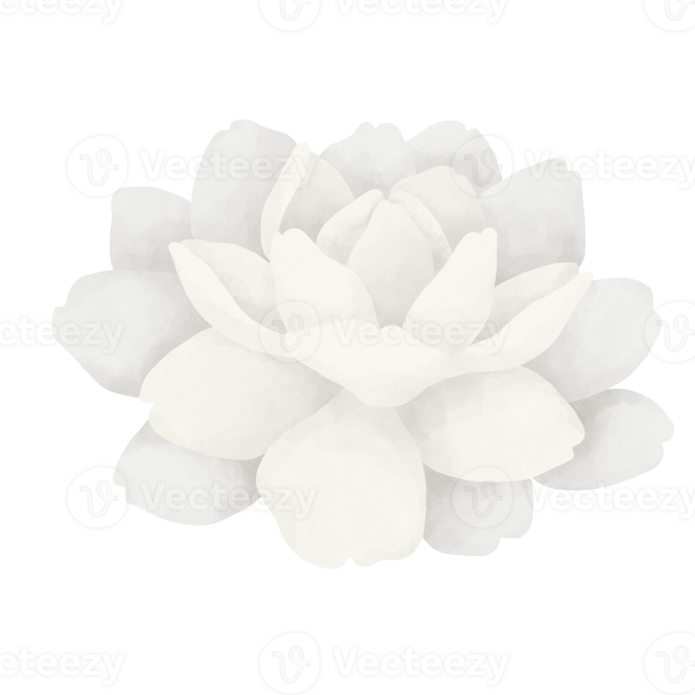 Jasmine flower watercolor illustration. png