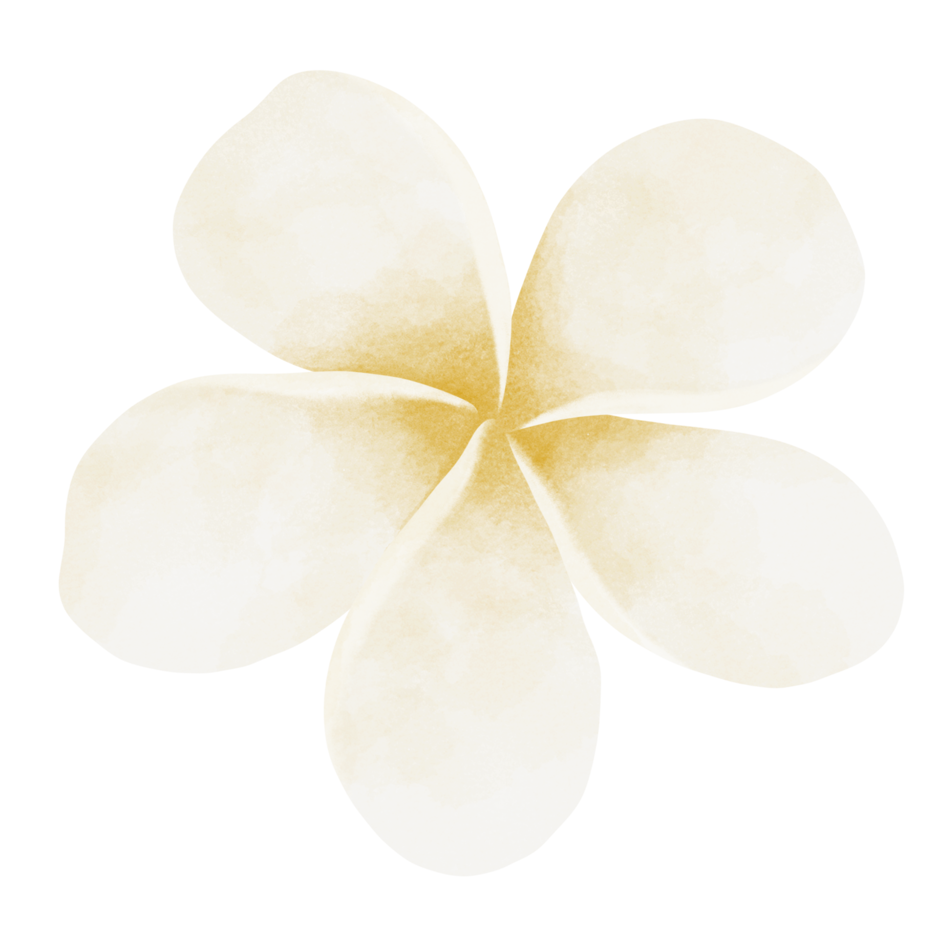 Plumeria flower watercolor illustration 24188788 PNG