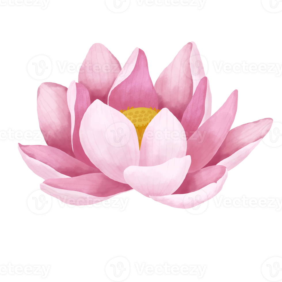 aquarelle lotus fleur. png