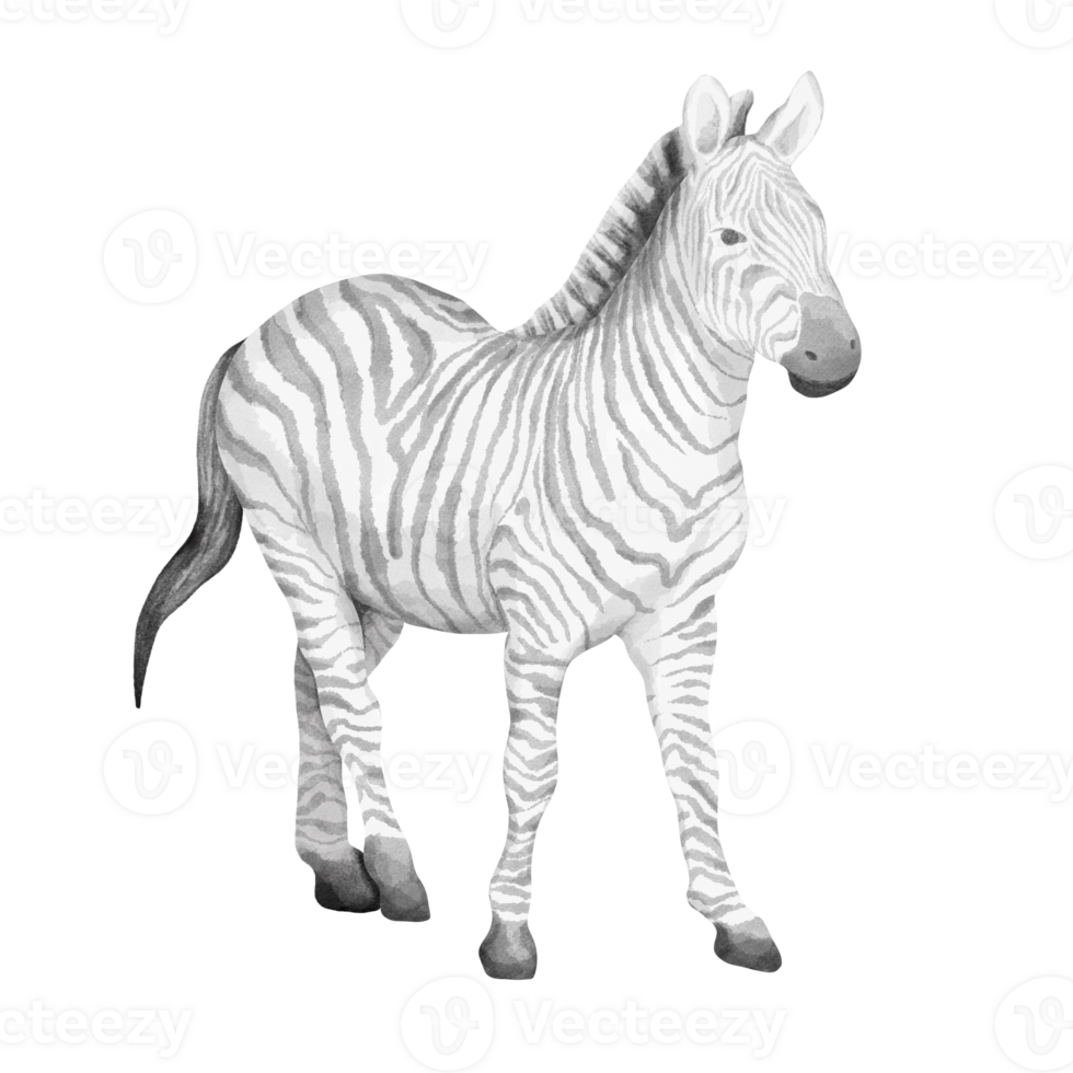 Watercolor illustration of zebra. png