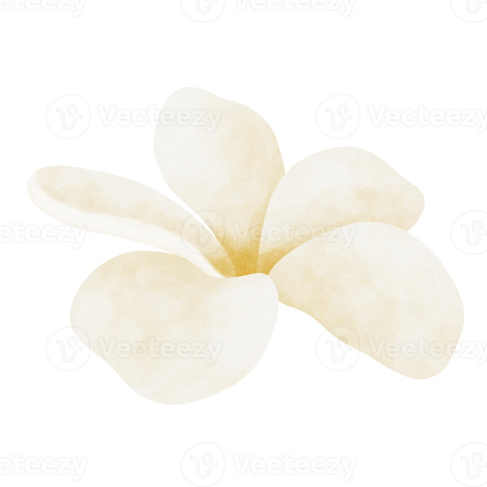 Plumeria flower watercolor illustration 24188817 PNG