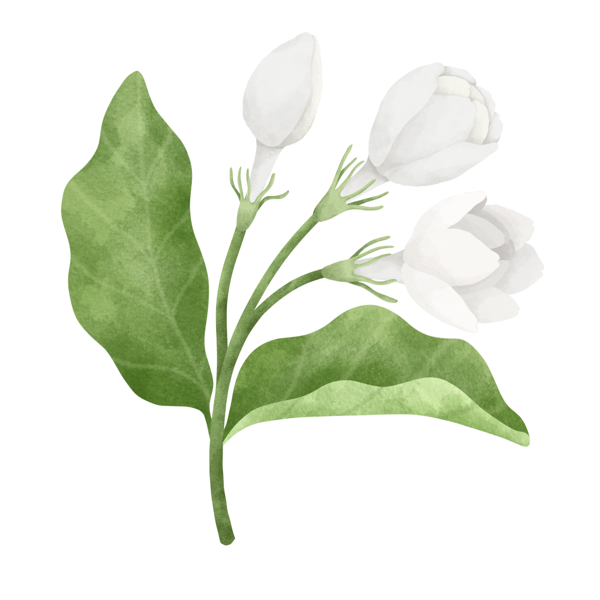 Jasmine flower watercolor illustration. 24188819 PNG