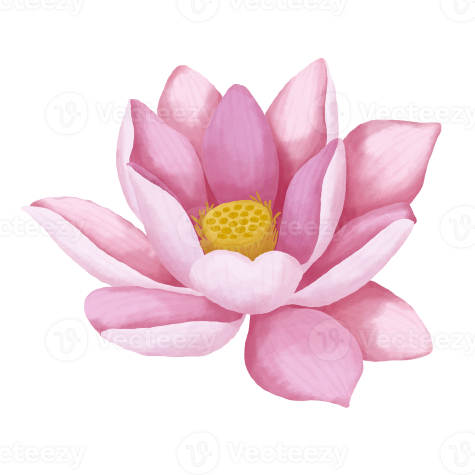 Watercolor lotus flower. png